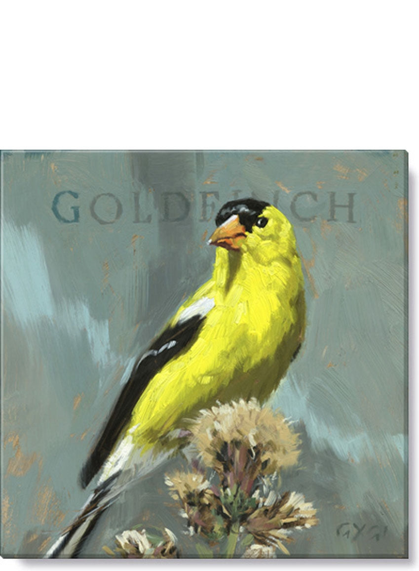 Bird Gold Finch 9x9 Giclée Wall  Art - Darren Gygi